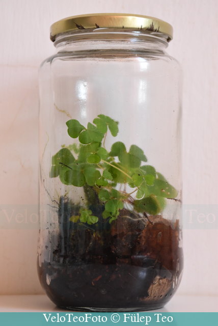 Erdő befőttesüvegben (mini vad florárium: palackerdő), fő faja az erdei madársóska (Oxalis acetosella).