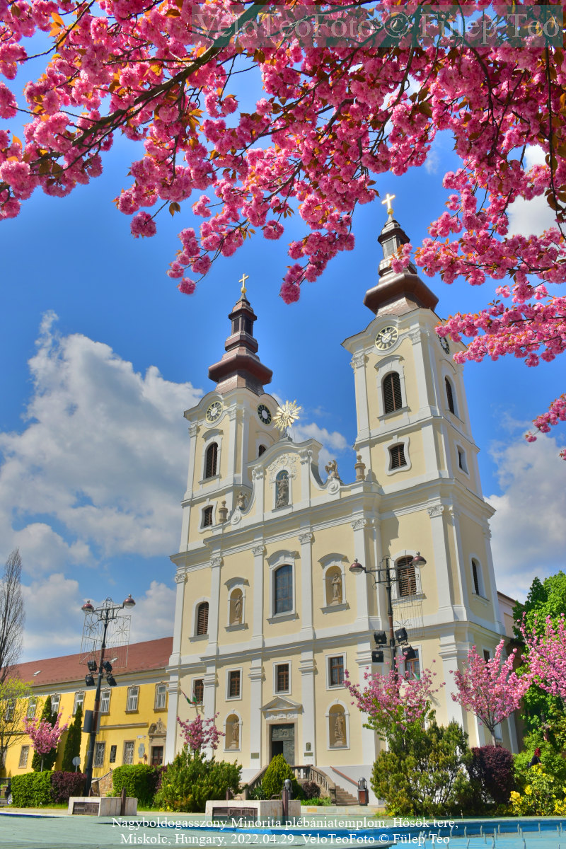 Cseresznyevirágzás (sakura) a Minorita templomnál, Hősök tere, Miskolc.